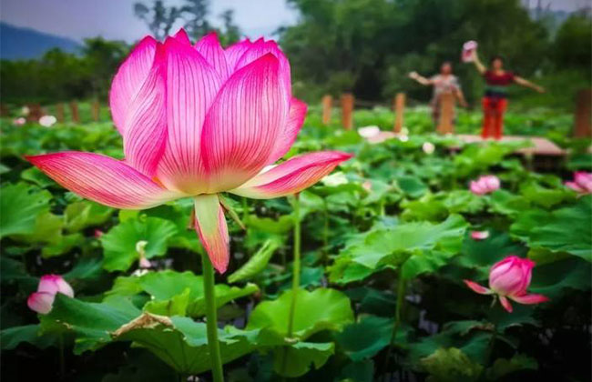 蓮花的花語是什么?蓮花的寓意和象征