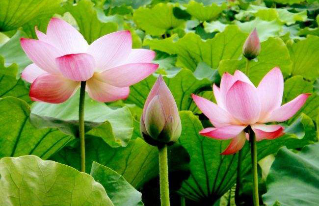 蓮花的花語是什么?蓮花的寓意和象征g