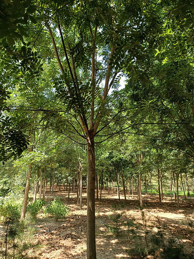 槐樹苗多少錢一棵?2020年最新槐樹苗價格行情