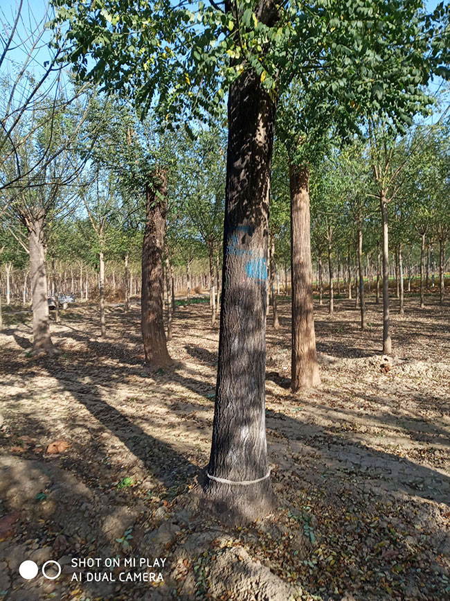 槐樹苗多少錢一棵?2020年最新槐樹苗價格行情