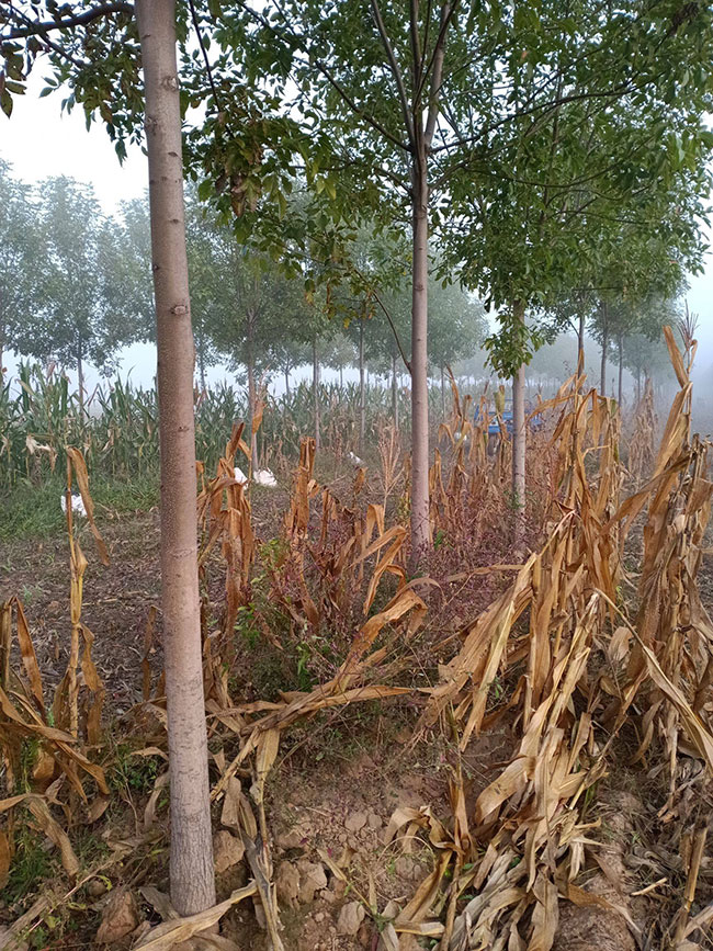 槐樹苗多少錢一棵?2020年最新槐樹苗價格行情