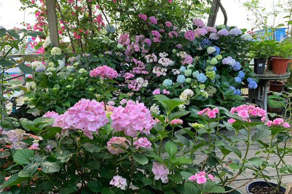 繡球花苗什么時候種植?繡球花種植時間和方法