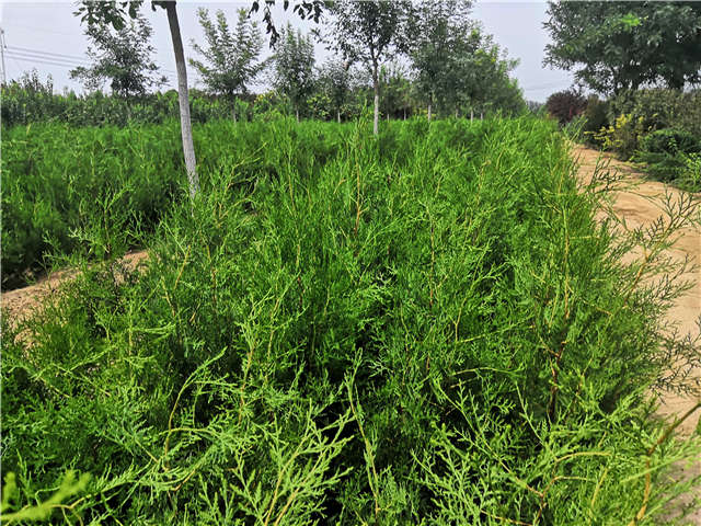 沭陽長景園林側柏種植基地實拍圖片