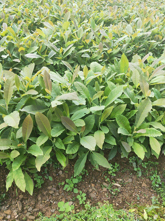 樸樹為什么這么貴?樸樹怎么種植?