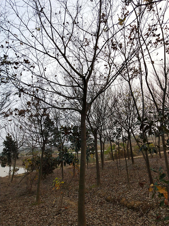 樸樹為什么這么貴?樸樹怎么種植?