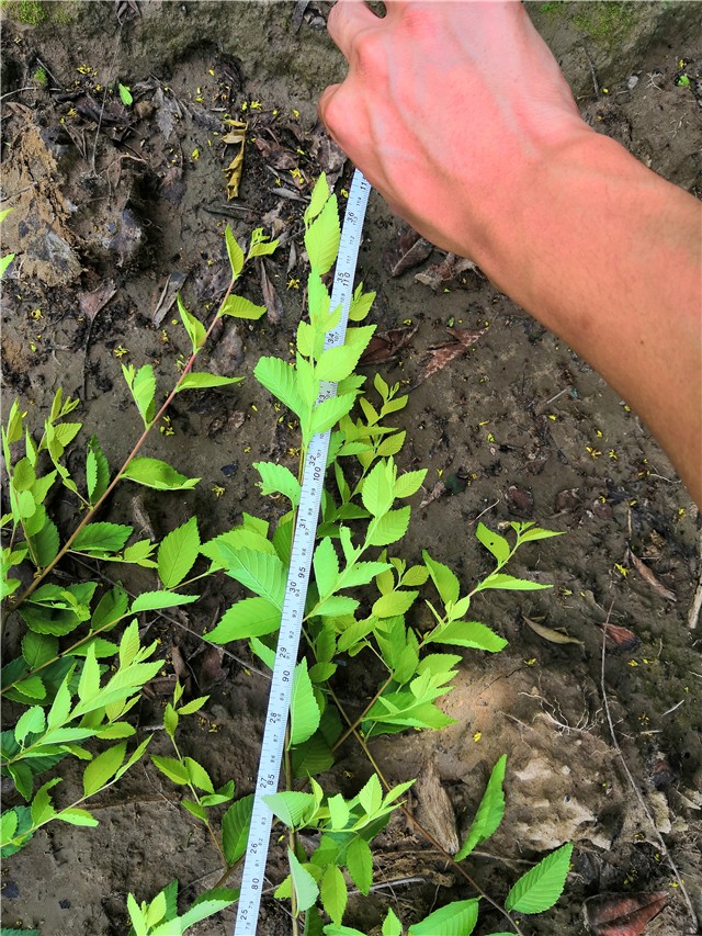 金葉榆籬種植基地實拍圖片