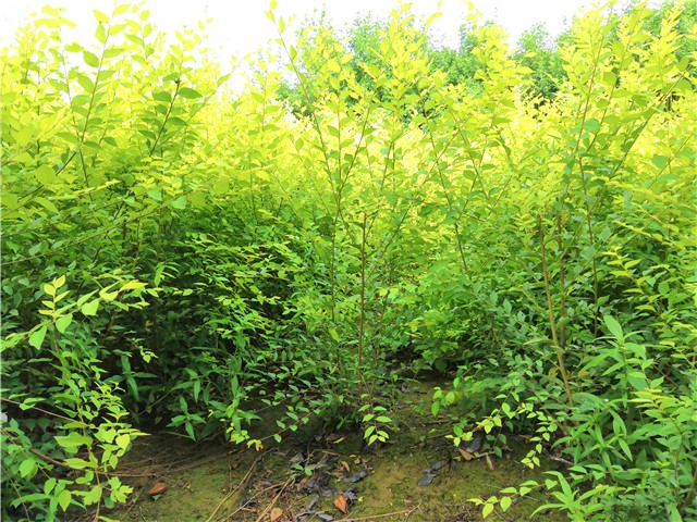 金葉榆籬種植基地實拍圖片