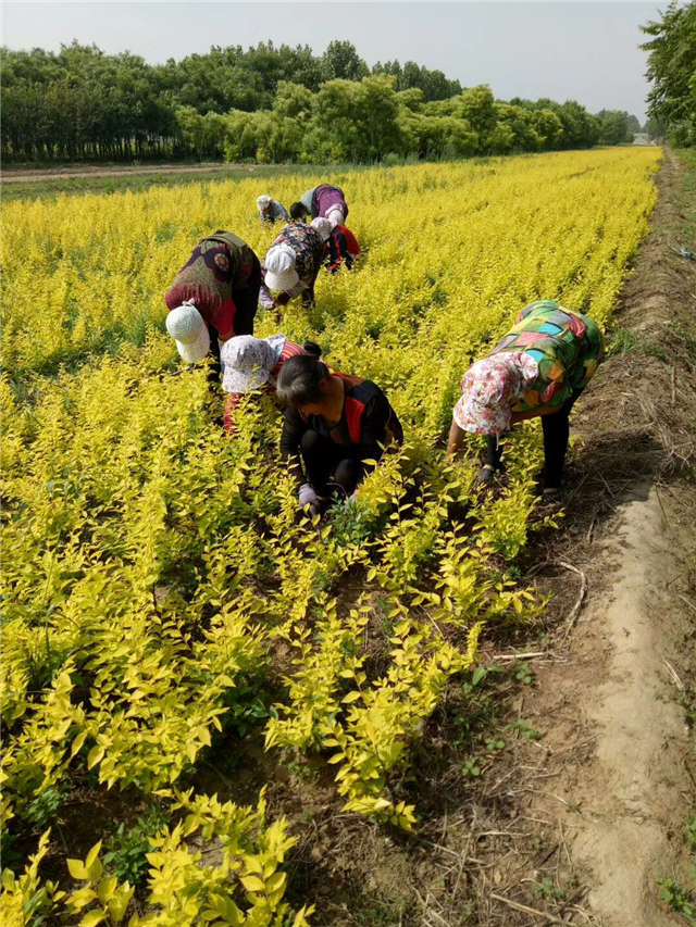 金葉榆籬種植基地實拍圖片