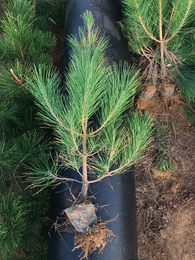 黑松價格多少錢一棵