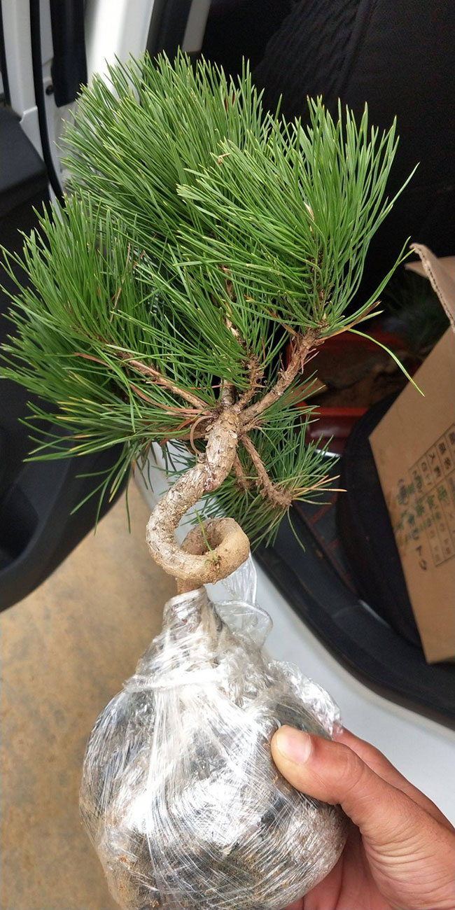 黑松價格多少錢一棵