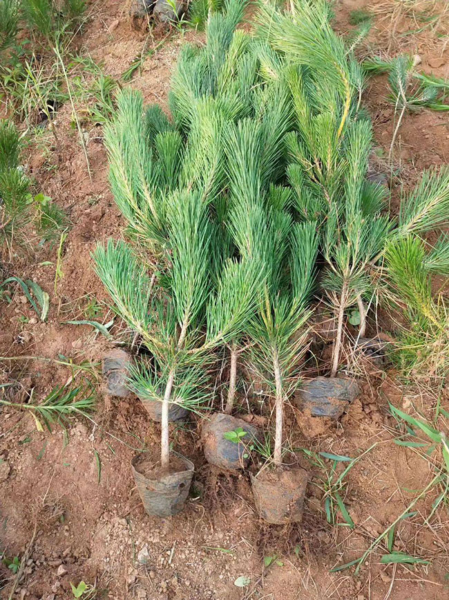 黑松價格多少錢一棵