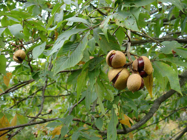 紅花七葉樹果實