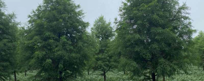 16公分東方杉價格多少錢一棵