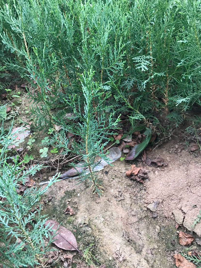 側(cè)柏苗種植間距多少?側(cè)柏苗種植方法