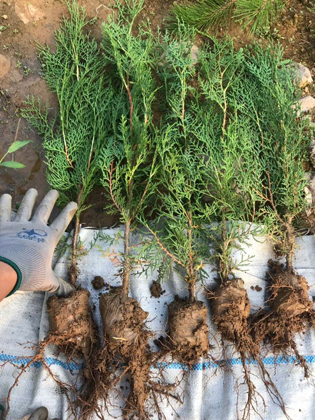 側(cè)柏苗種植間距多少?側(cè)柏苗種植方法