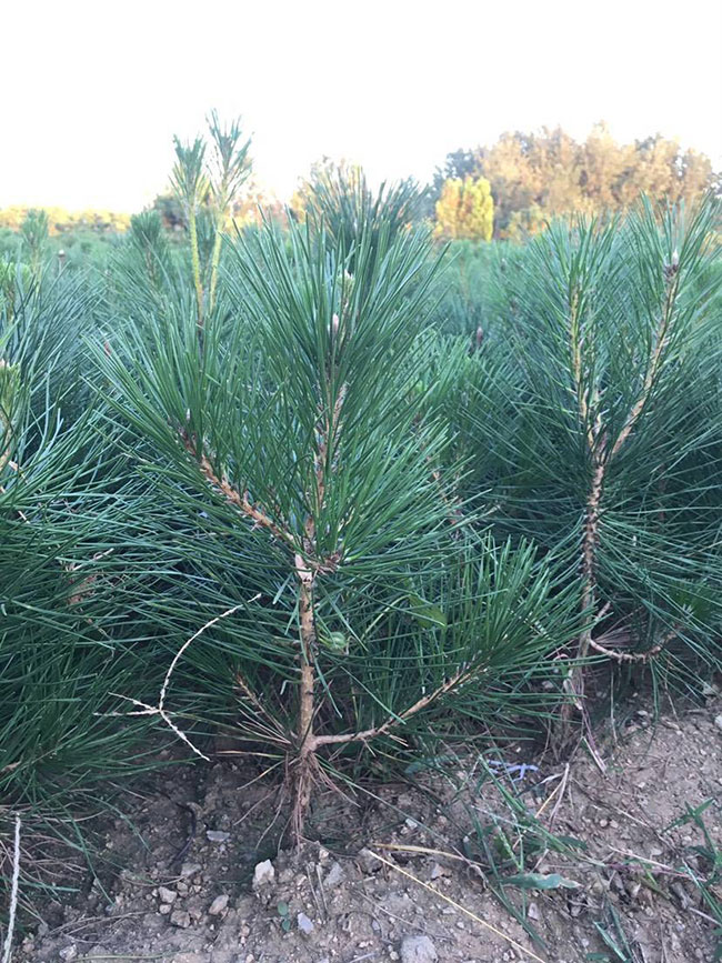 黑松小苗價格多少錢一棵?黑松種植方法有哪些?