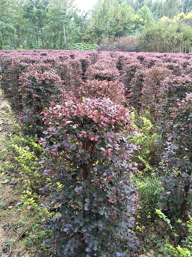 紅花繼木什么時間嫁接?紅花繼木嫁接時間和方法