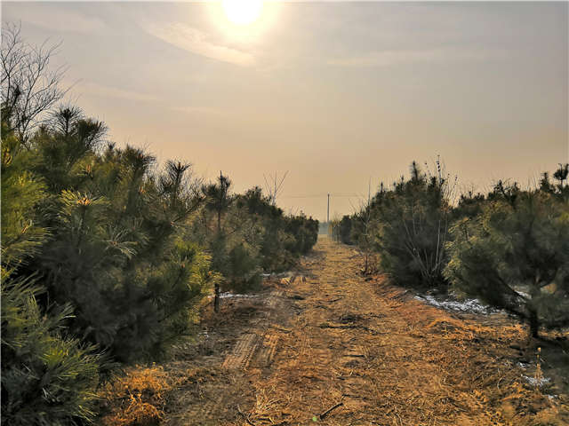 油松照片種植基地實(shí)拍