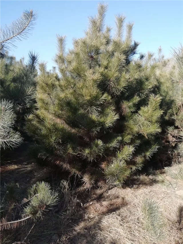 油松照片種植基地實拍