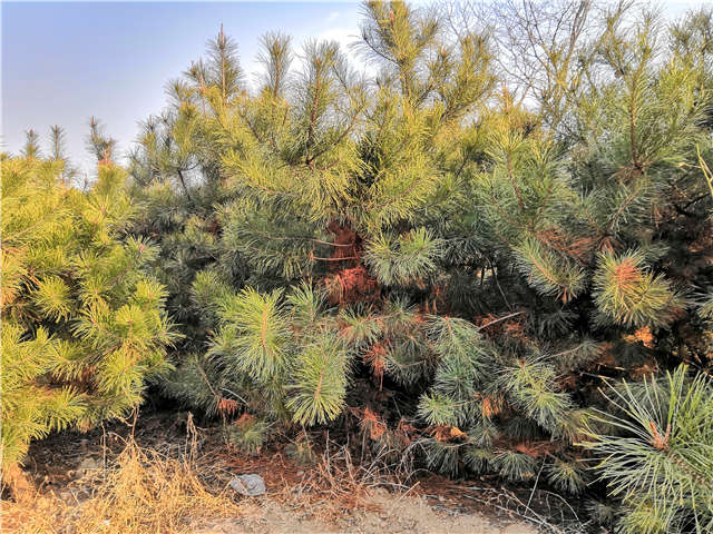 油松照片種植基地實(shí)拍