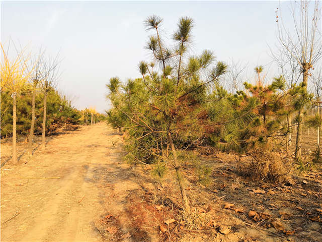 油松照片種植基地實拍