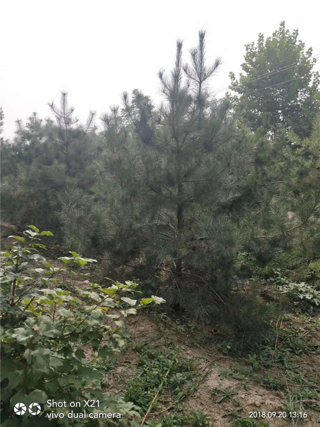 油松照片種植基地實拍