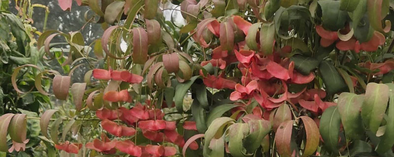 5公分金絲吊蝴蝶價(jià)格多少錢一棵