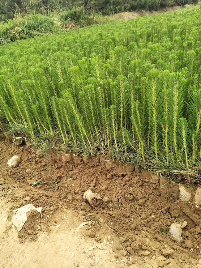 黑松價格行情，2019年最新黑松基地批發(fā)報價