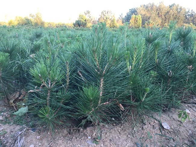 黑松價格行情，2019年最新黑松基地批發(fā)報價