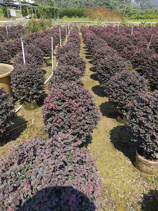 紅花繼木多少錢一棵?2020年紅花繼木價格最新價格