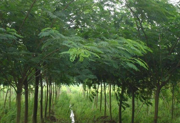 合歡樹基地實拍