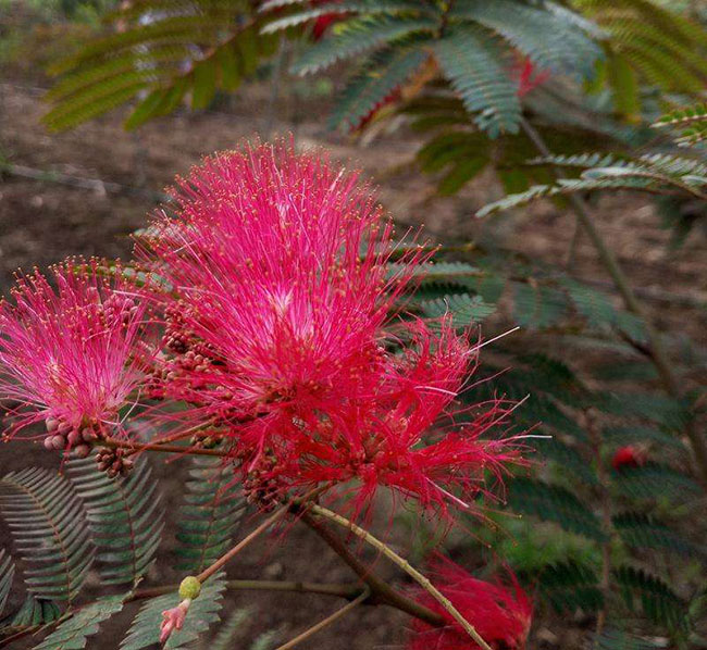 紫葉合歡樹怎么繁殖?合歡樹的繁殖技術