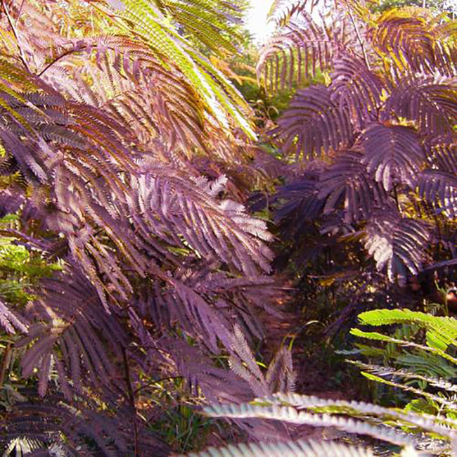 紫葉合歡樹怎么繁殖?合歡樹的繁殖技術