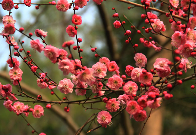 紅梅樹多少錢一棵?2020年紅梅樹價(jià)格最新價(jià)格