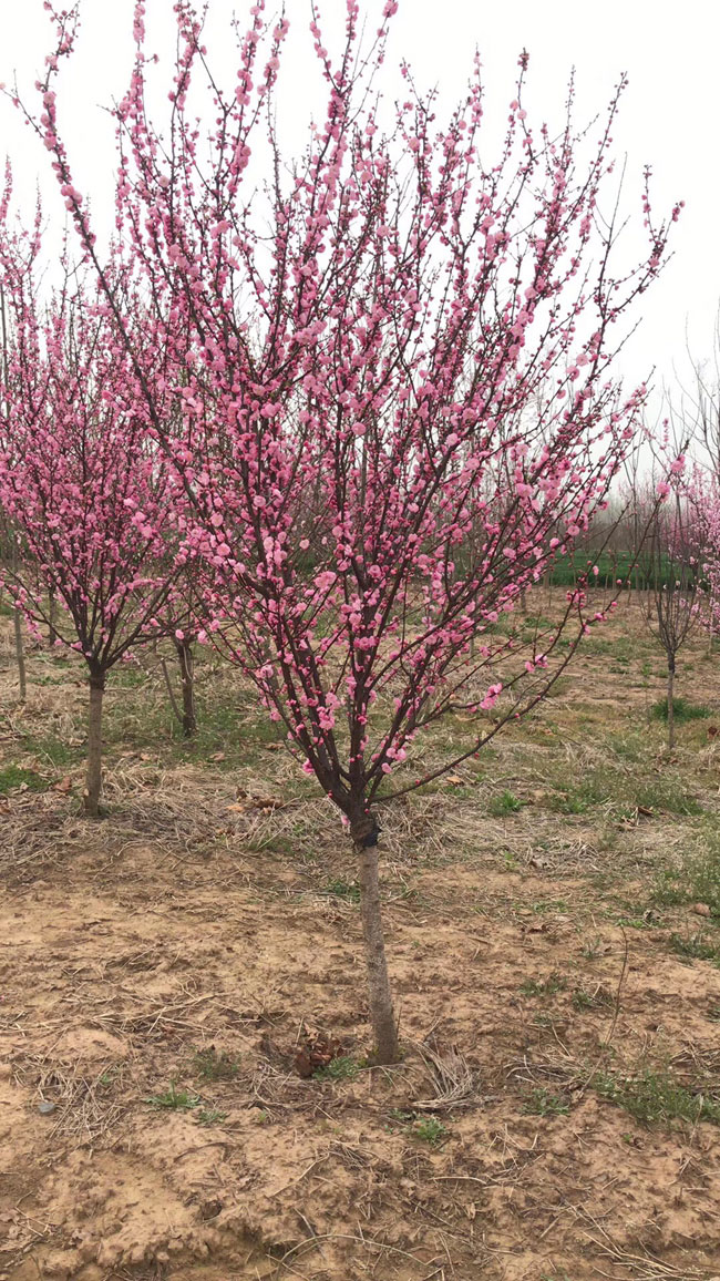 紅梅樹多少錢一棵?2020年紅梅樹價(jià)格最新價(jià)格