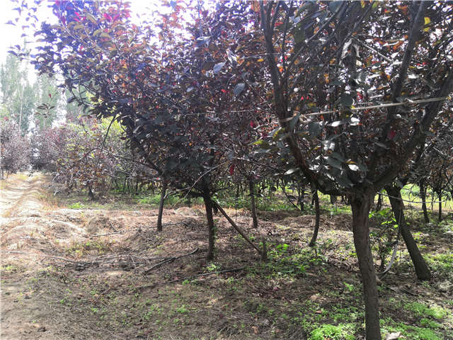 沭陽長景園林紫葉矮櫻種植基地實拍圖片