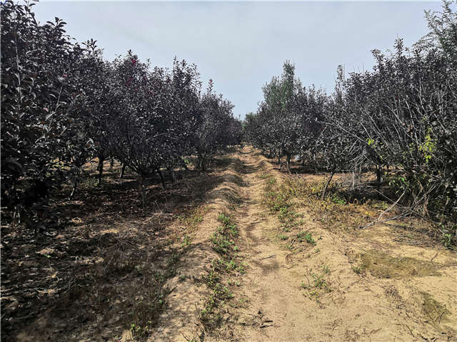 沭陽長景園林紫葉矮櫻種植基地實拍圖片