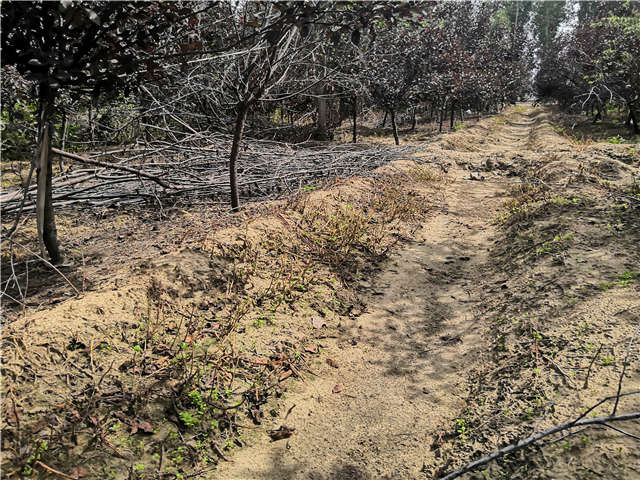 沭陽長景園林紫葉矮櫻種植基地實拍圖片