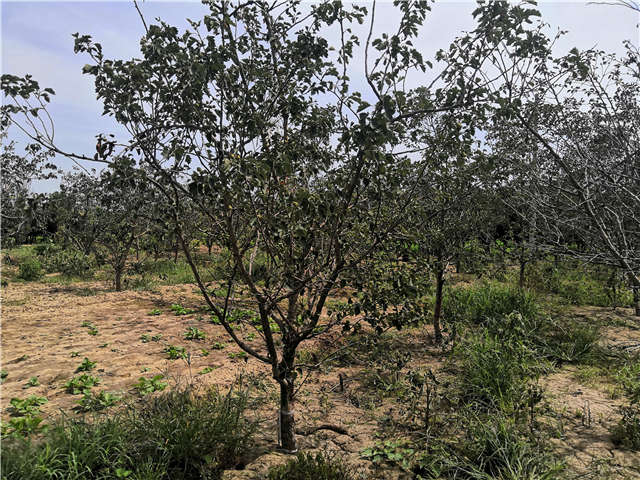沭陽長景園林山楂種植基地實拍圖片