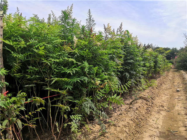 沭陽長景園林珍珠梅種植基地實拍圖片