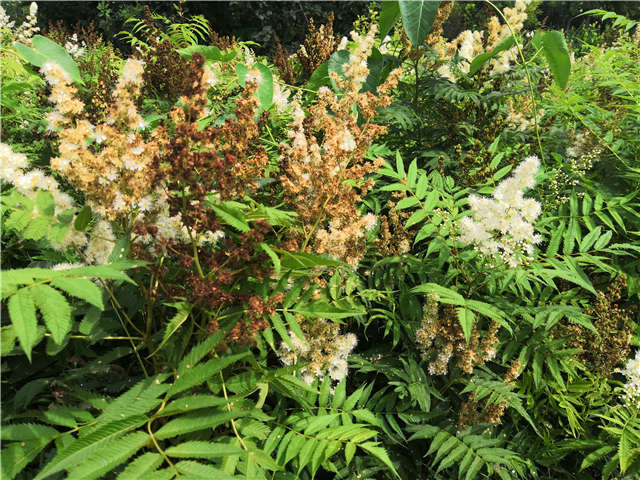 沭陽長景園林珍珠梅種植基地實拍圖片