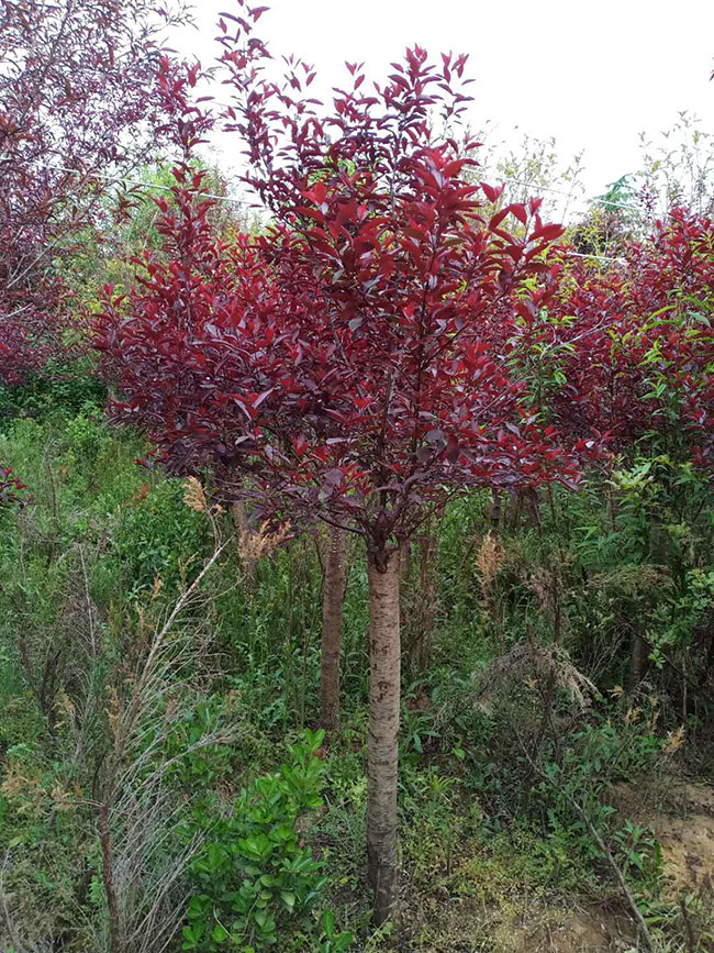 紫葉矮櫻如何種植?紫葉矮櫻種植時間密度