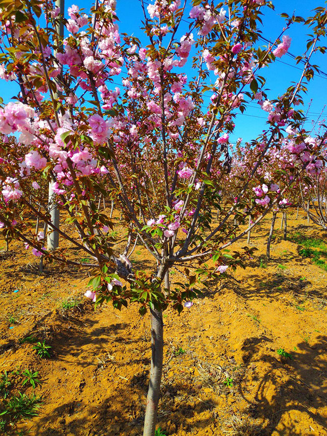紫葉矮櫻如何種植?紫葉矮櫻種植時間密度
