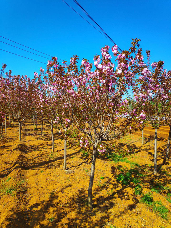 紫葉矮櫻如何種植?紫葉矮櫻種植時間密度