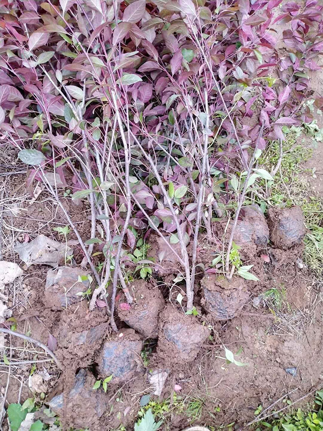 紫葉矮櫻如何繁殖?紫葉矮櫻繁殖方法