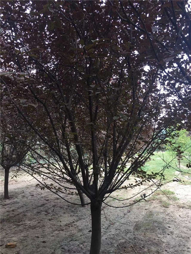 紫葉李照片種植基地實拍