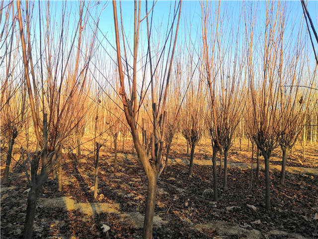 紫葉李照片種植基地實拍