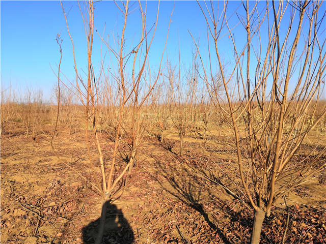黃櫨照片種植基地實拍