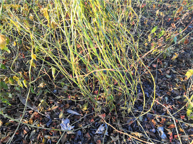 棣棠種植基地實(shí)拍