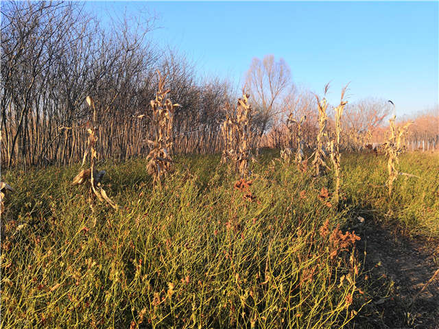 棣棠種植基地實(shí)拍